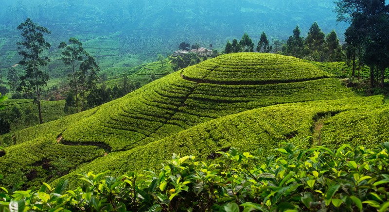 Une plantation de thé dans près de Nuwara Eliya, Sri Lanka